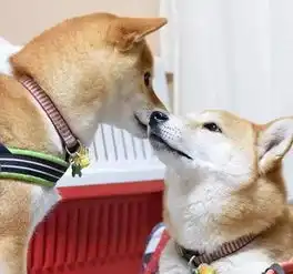 两只柴犬喜欢互相啃对方,这种秀恩爱方式真稀奇