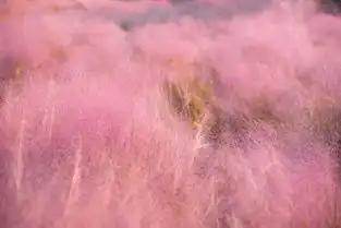 梦幻溧阳的粉黛乱子草又开啦少女心爆棚