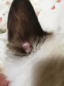 小猫得了猫癣,结痂掉了以后感觉秃的地方已经在长毛,但是变成了一个鼓包