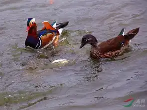 两只鸳鸯liaoning