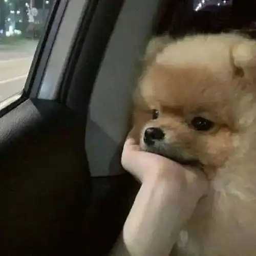 比较社牛的头像