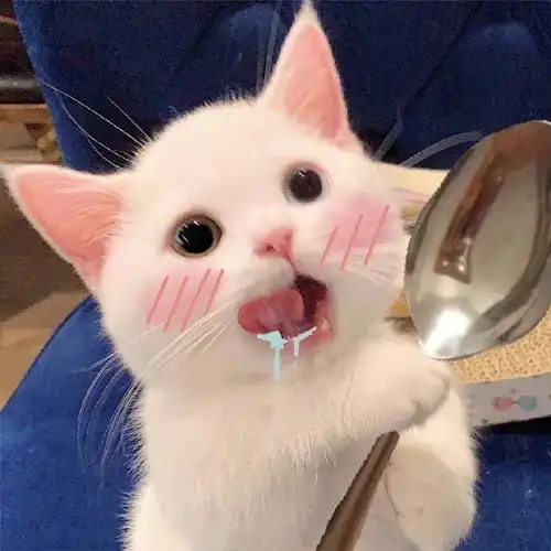 可爱治愈系猫猫头像