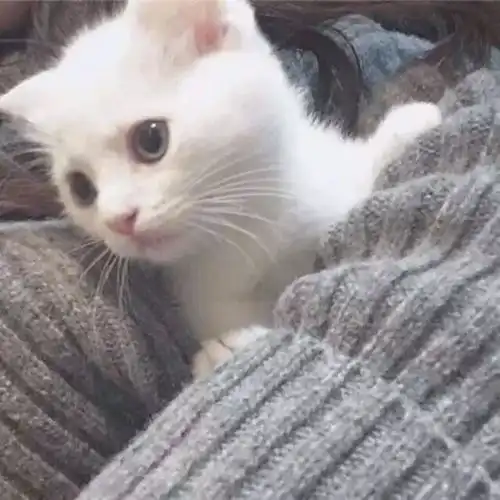 猫咪寄生虫弓形虫的危害有多大,你真的了解吗