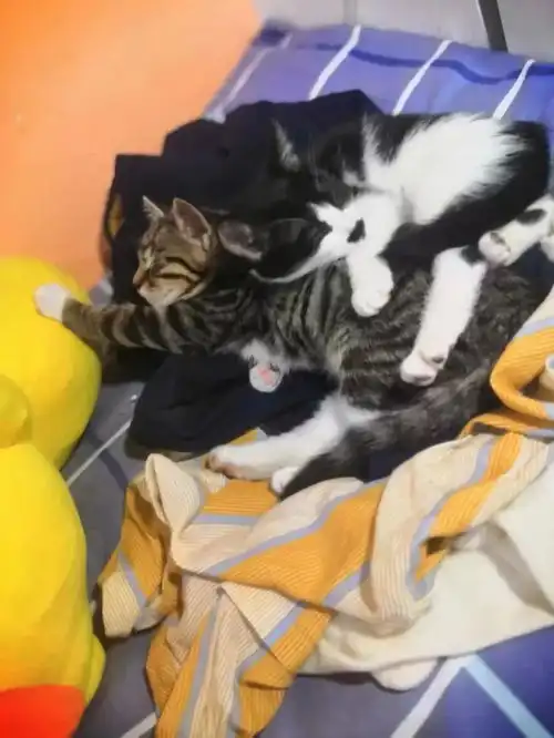 两只小老虎找新家