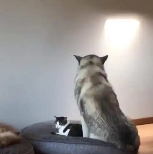 哈士奇看到狗窝被猫霸占,下个动作让人暖化了,网友这是二哈