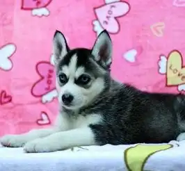 出售纯种三火蓝眼哈士奇幼犬健康品质保证