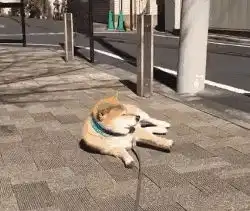 原来你是这样的狗子细数养柴犬的几项闹心事