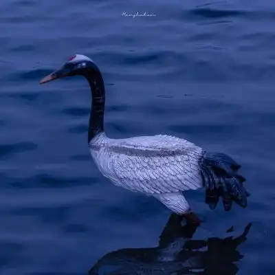 上天派给我的任务是带你温柔呀