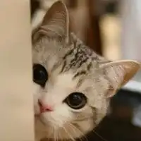 微信头像动漫动物可爱超萌微信头像图片大全