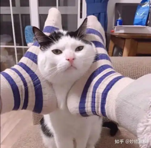 小猫卡通头像料理
