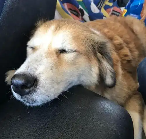 流浪狗藏着8只小狗,男子找了一周没找着,一窝狗早躲在他屋子下