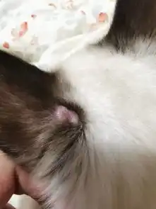 小猫得了猫癣,结痂掉了以后感觉秃的地方已经在长毛,但是变成了一个鼓包