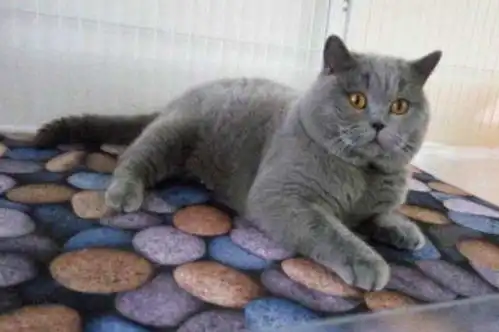 猫怎么增肥如何科学安全的养胖