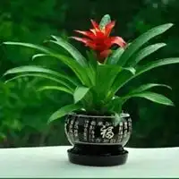 微信头像红运当头盆栽鸿运当头的植物头像