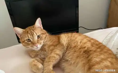 大橘迷上猫咪频道,每天准时敲门看电视,屋主这谁家的猫