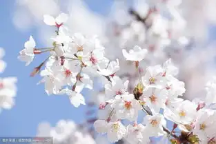 樱花和樱草花是不是外观很像这是哪个