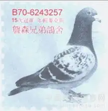 詹森大名鸽欣赏