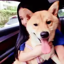 欧美系头像女抱猫网名