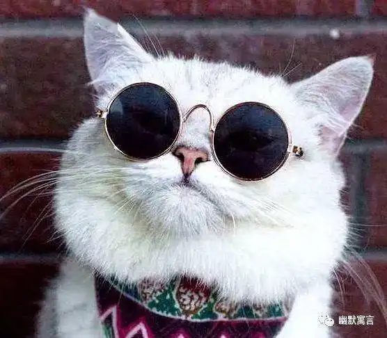 幽默段子动物世界的幽默