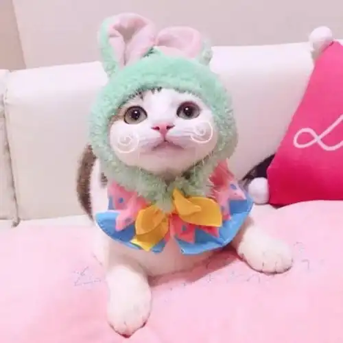 情侣头像巨可爱萌系华妮