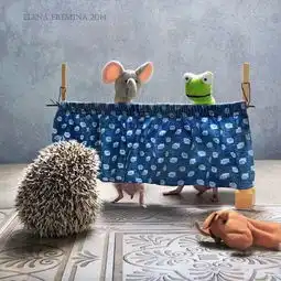 呆萌小刺猬的日常简直可爱哭了