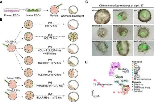 cell封面吉林大学博士研究生姜禹以共同第一作者合作完成胚胎干细胞嵌合体猴的构建工作