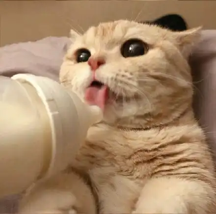 520橘猫情侣头像听说有人很喜欢这组情头安排