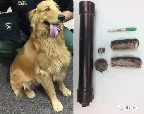 金毛犬在后院扒出黑色圆柱体,里面竟藏有