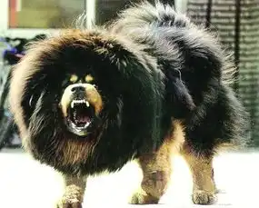 世界上最贵的狗狗排行,看看土豪养的都是些什么狗