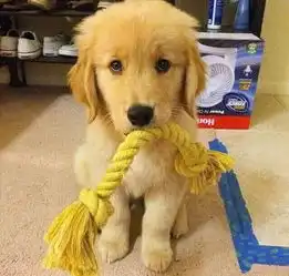 自从搬了新家,蠢金毛没事就去舔衣柜门...知道原因的网友快要乐翻了