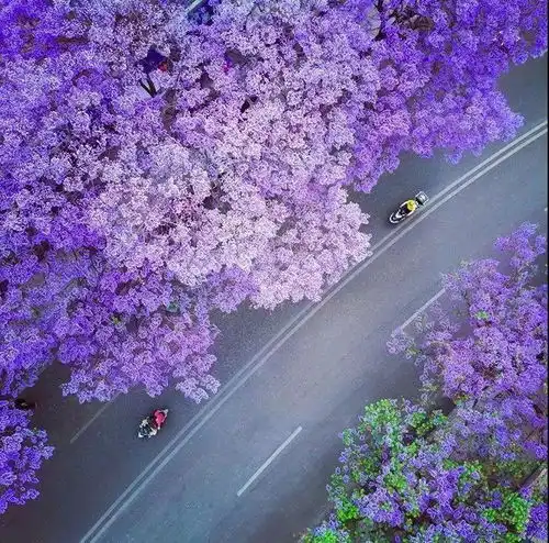 2024年紫色系头像春城