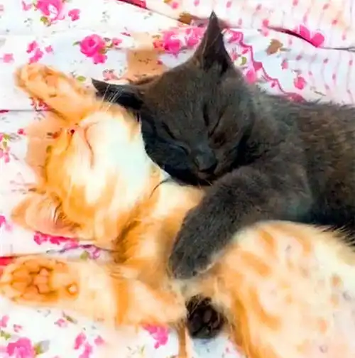 小奶猫睡觉抱在一起,姿势看着有点熟悉,铲屎官捂脸