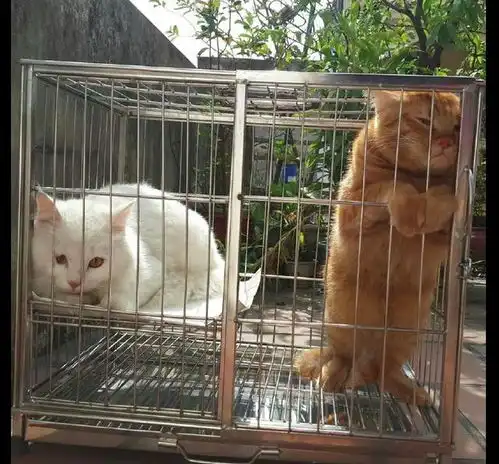 橘猫吼完白猫后,自己还委屈巴巴的站在角落里,表情也太逗了