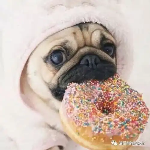 这些吃货要用他们的吃相萌到你