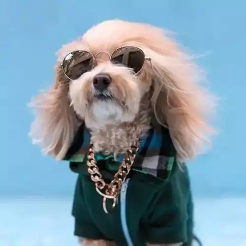 因为一张照片,这只狗子意外走红,成为了最富有的狗