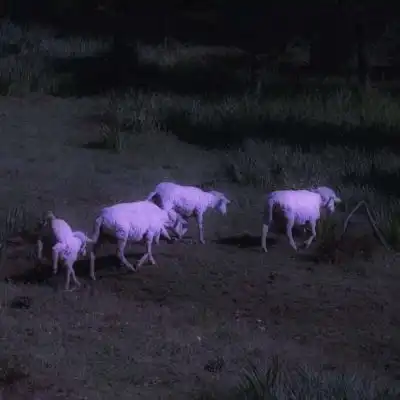 世界的温柔是晚来的善意和干净风景静物头像我要个性网