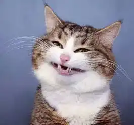 情侣头像十八遇你,八十与你