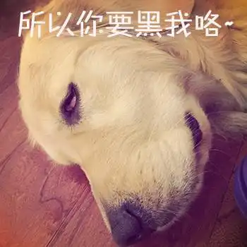 我不是黑金毛,我只是讲一个关于狗的定律
