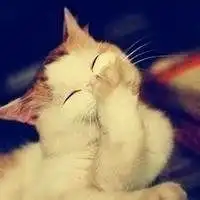 可爱的小动物头像情侣微信头像图片大全