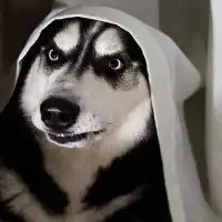 高清微信头像图片哈士奇狗画微信头像图片大全