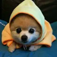 可爱小动物头像微信头像图片大全