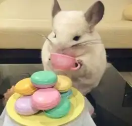 2019年,做个精致的猪猪女孩