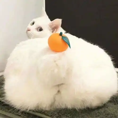 超可爱的猫咪头像,可爱又迷人超级全