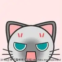 猫趴在人脸上卡通头像微信头像图片大全