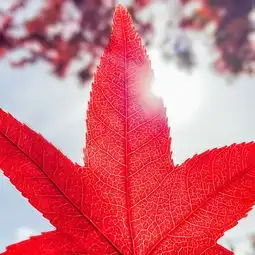 北美半年留学志