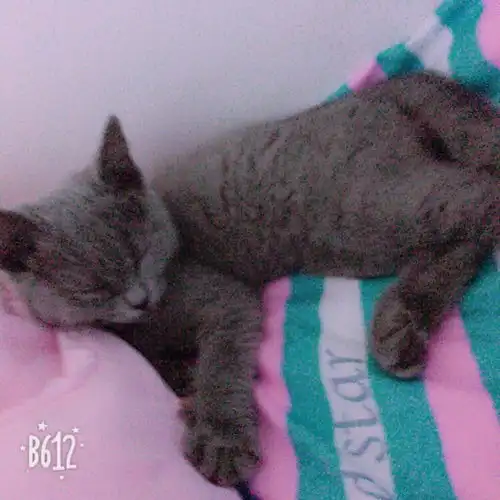 英短蓝猫求抱走