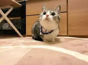 几年过去了,这些小奶猫竟然变成了这个样子