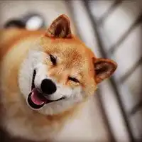 柴犬治愈系微笑头像高清头像柴犬治愈系笑容图片头像
