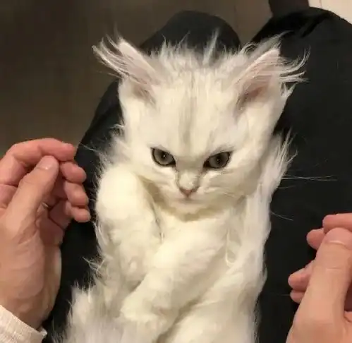 猫咪居然有这么多发型