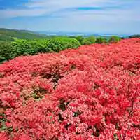 杜鹃花图片微信头像微信头像图片大全